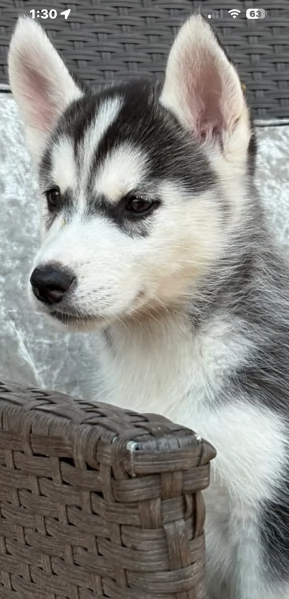 REGALO HUSKY per ladozione | Foto 4