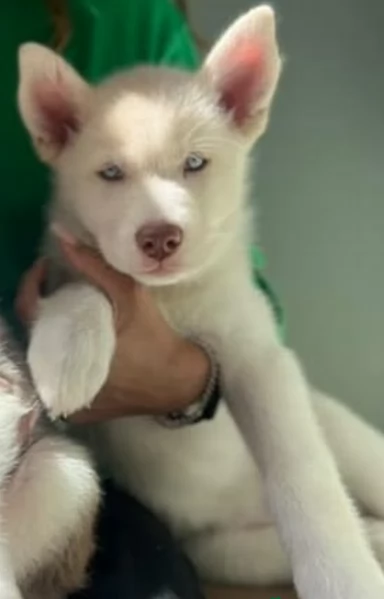 REGALO HUSKY per ladozione