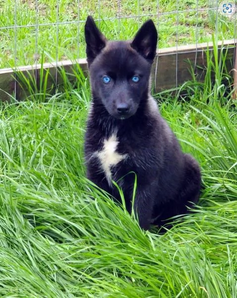 REGALO HUSKY per ladozione