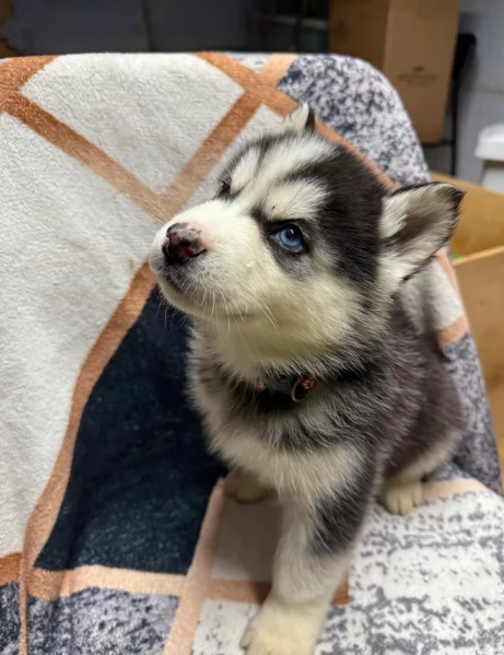 REGALO HUSKY per ladozione | Foto 2