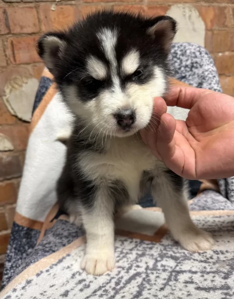 REGALO HUSKY per ladozione | Foto 0
