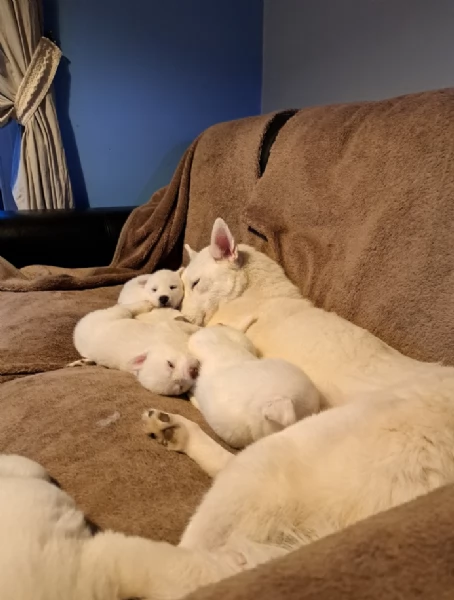 REGALO HUSKY per ladozione | Foto 0