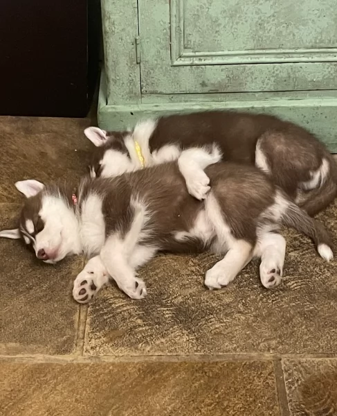 REGALO HUSKY per ladozione | Foto 5
