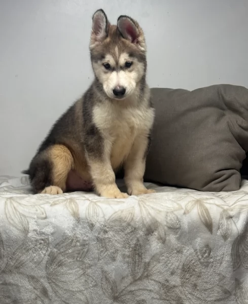 REGALO HUSKY per ladozione | Foto 0