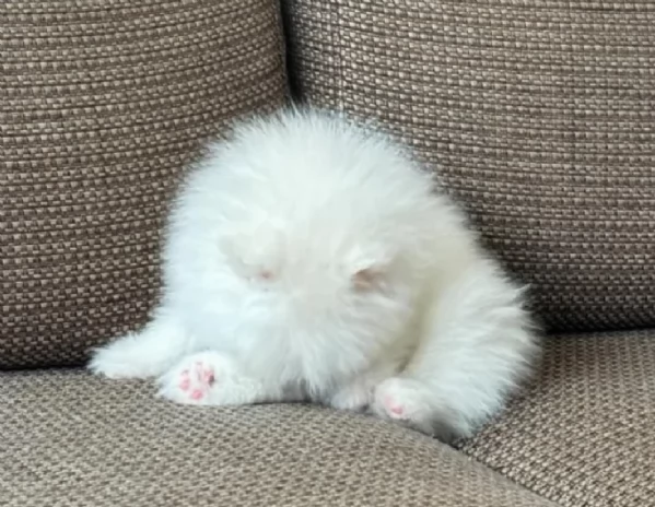 Pomerania disponibili per ladozione maschio e femmina | Foto 5
