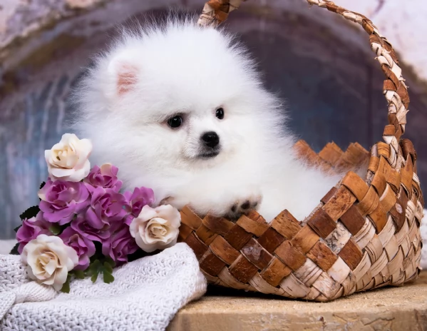 Pomerania disponibili per ladozione maschio e femmina | Foto 4