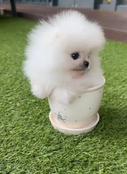 Pomerania disponibili per ladozione maschio e femmina | Foto 5