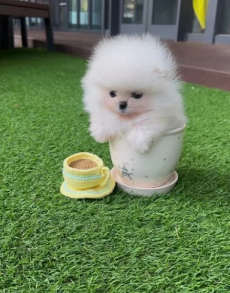 Pomerania disponibili per ladozione maschio e femmina | Foto 0