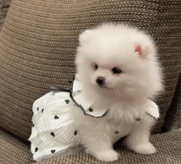 Pomerania disponibili per ladozione maschio e femmina | Foto 2