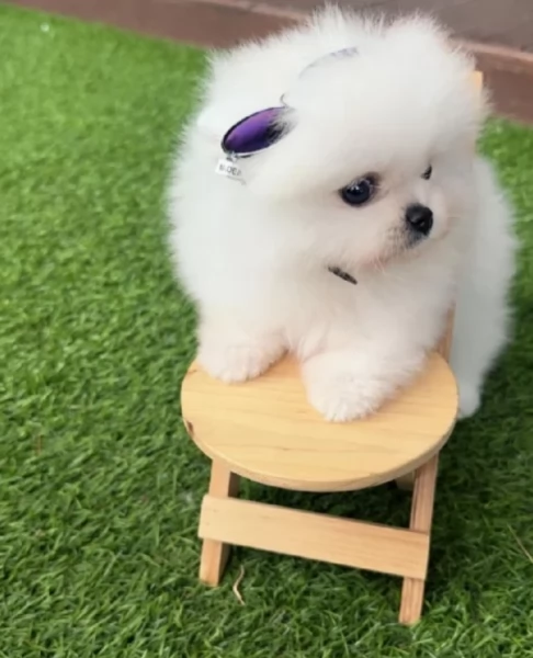 Pomerania disponibili per ladozione maschio e femmina | Foto 1