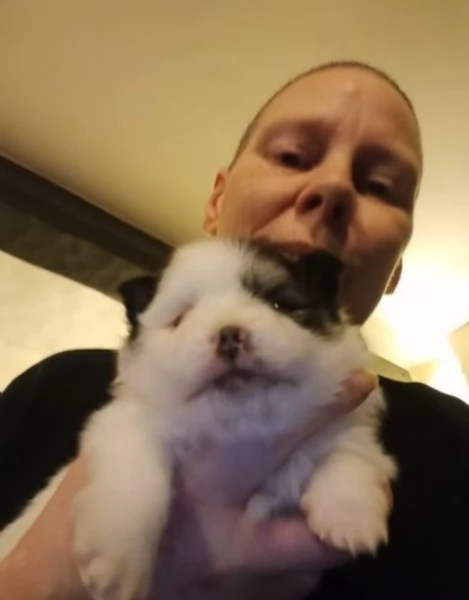 Pomerania disponibili per ladozione maschio e femmina | Foto 0