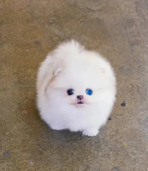 Pomerania disponibili per ladozione maschio e femmina | Foto 6
