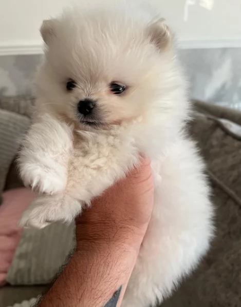 Pomerania disponibili per ladozione maschio e femmina | Foto 8