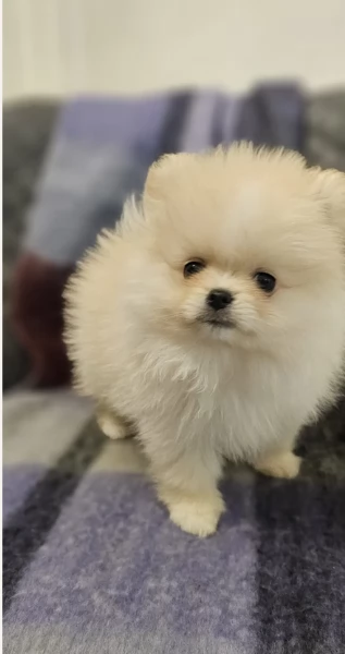 Pomerania disponibili per ladozione maschio e femmina | Foto 5