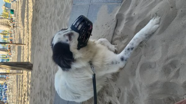 Cane da guardia