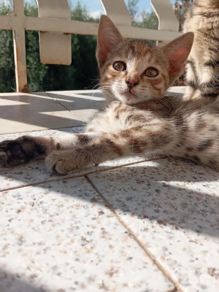 Gattini | Foto 4