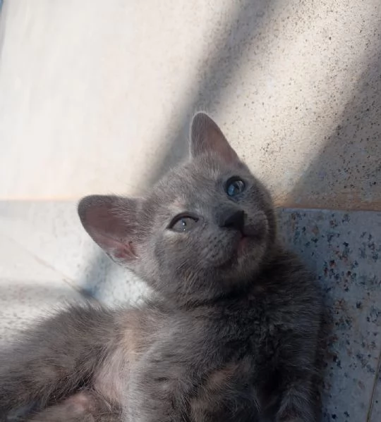 Gattini | Foto 3