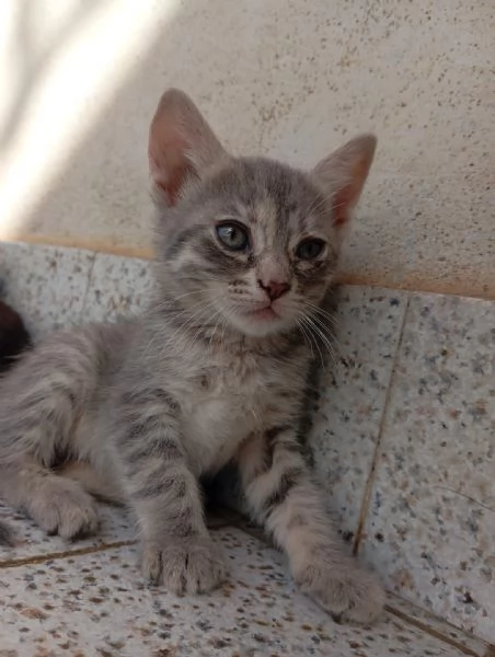Gattini | Foto 2