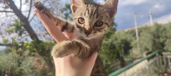 Gattini | Foto 1