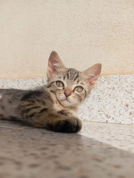 Gattini