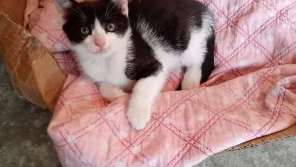Regal gatini