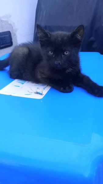 Regal gatini | Foto 1