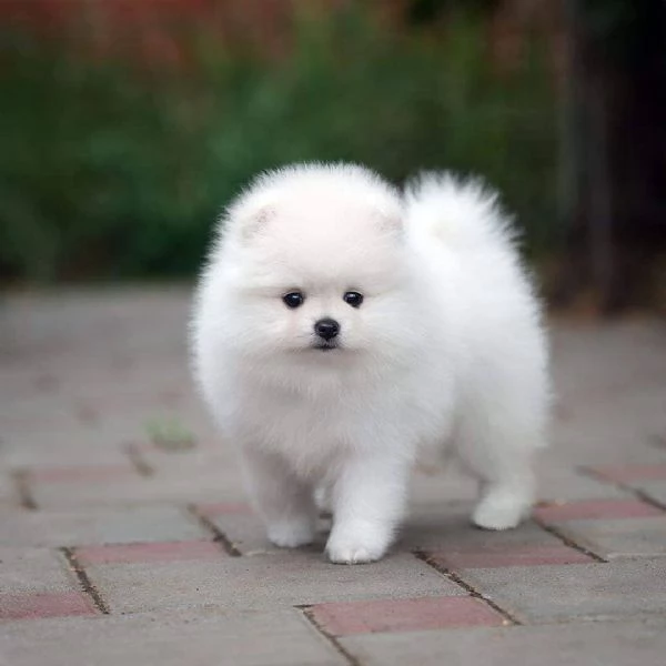 Disponibili splendidi cuccioli di pomerania