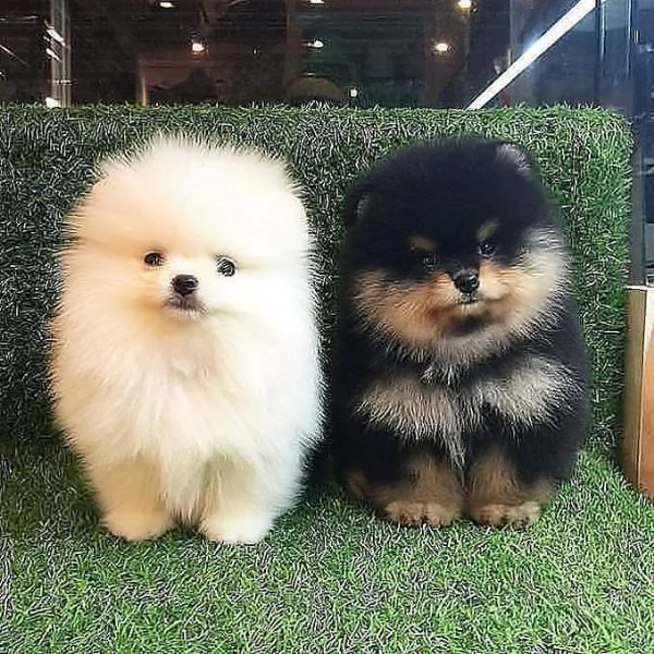 MINI cuccioli tipici della pomerania