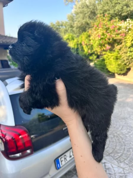 Cucciolo spitz tedesco nano di Pomerania  | Foto 3