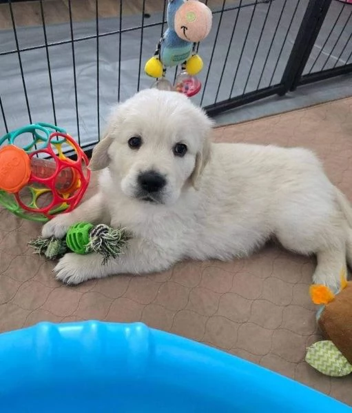 Cuccioli di Golden Retriever 