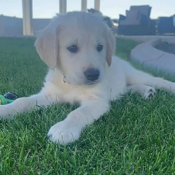 Due cuccioli di Golden Retriever ti aspettano | Foto 0
