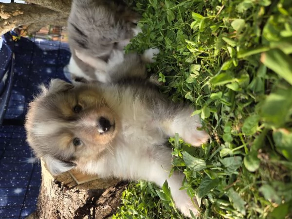 Pastore scozzese Shetland cuccioli 