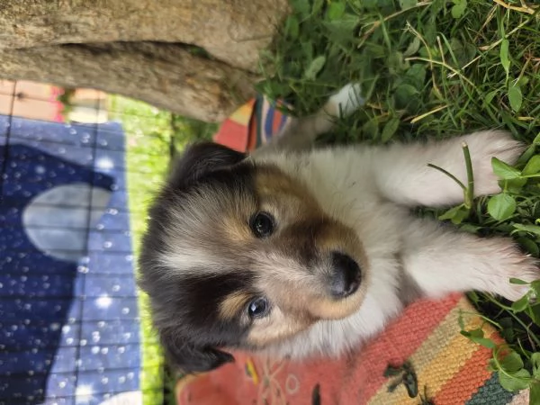 Pastore scozzese Shetland cuccioli  | Foto 4