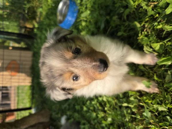Pastore scozzese Shetland cuccioli  | Foto 3