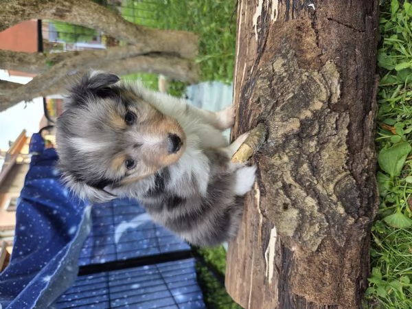 Pastore scozzese Shetland cuccioli  | Foto 2