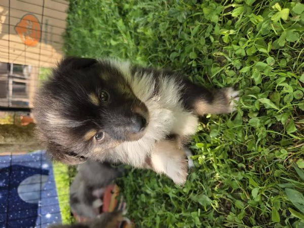 Pastore scozzese Shetland cuccioli  | Foto 1