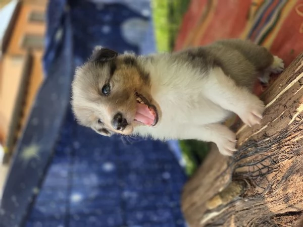 Pastore scozzese Shetland cuccioli  | Foto 0
