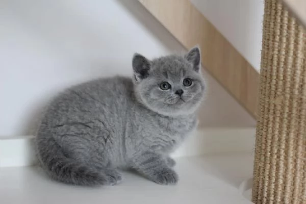 Cucciolo di British Shorthair 