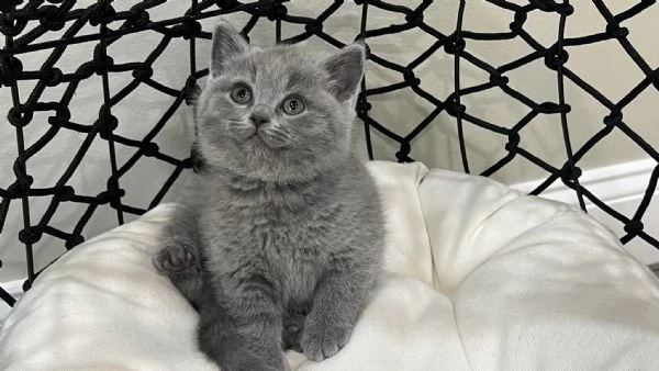 Gattini British Shorthair | Foto 2