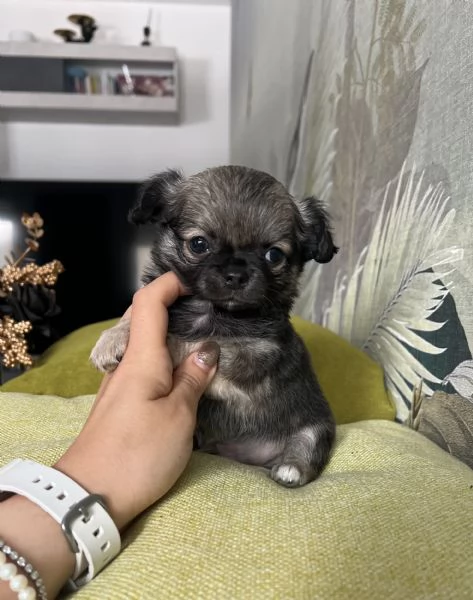 Meraviglioso cucciolo di chihuahua pelo lungo
