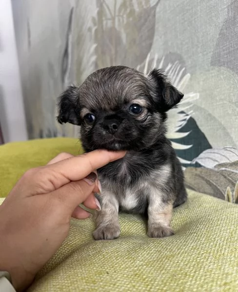 Meraviglioso cucciolo di chihuahua pelo lungo | Foto 1