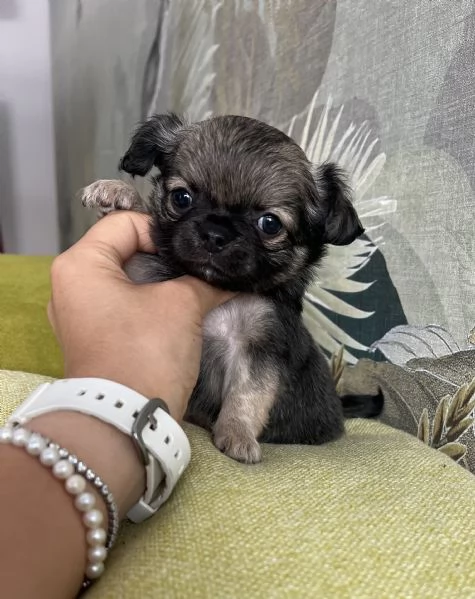 Meraviglioso cucciolo di chihuahua pelo lungo | Foto 0