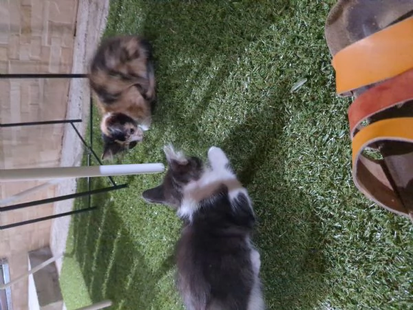 Cuccioli di gatti 