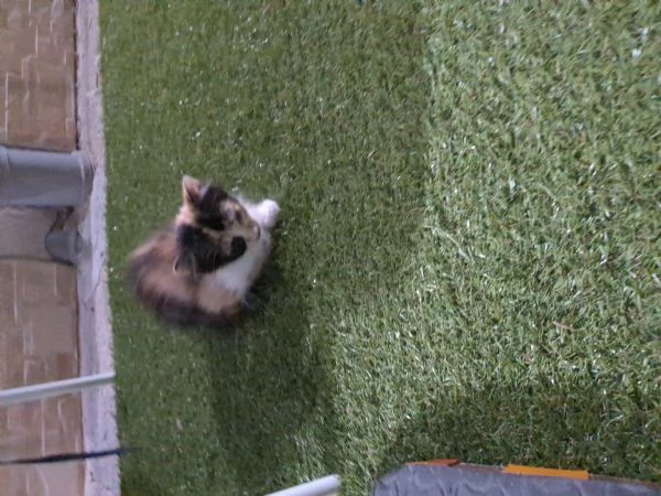 Cuccioli di gatti  | Foto 0