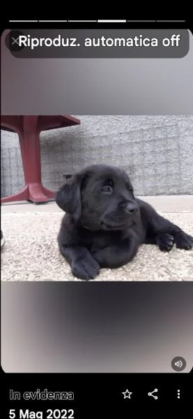 Vendo cuccioli labrador retriever 