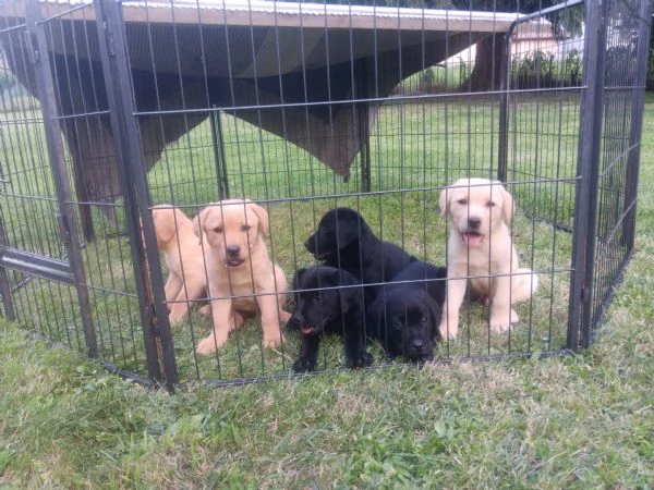 Vendo cuccioli labrador retriever  | Foto 2