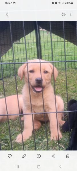 Vendo cuccioli labrador retriever  | Foto 1