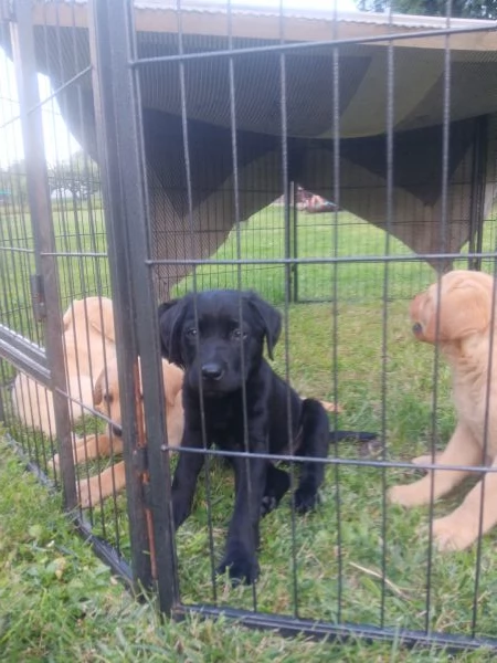 Vendo cuccioli labrador retriever  | Foto 0