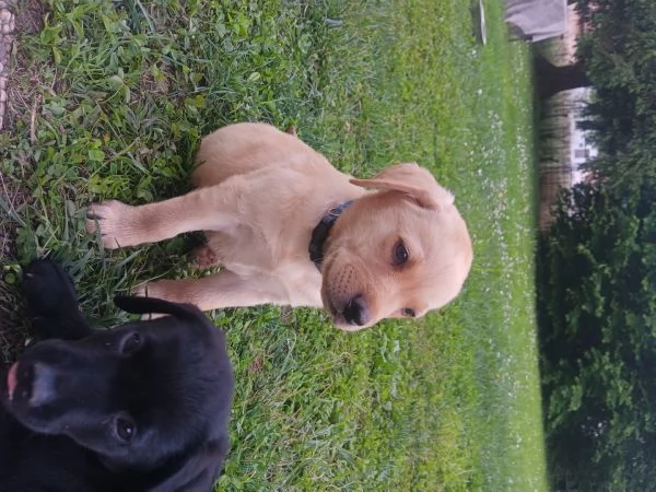 Labrador retriever  | Foto 2