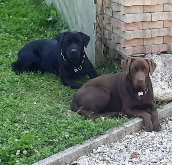 Labrador retriever  | Foto 1